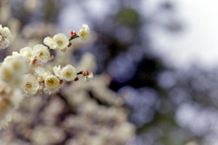 大船フラワーセンター【梅の花：玉牡丹】②20200215