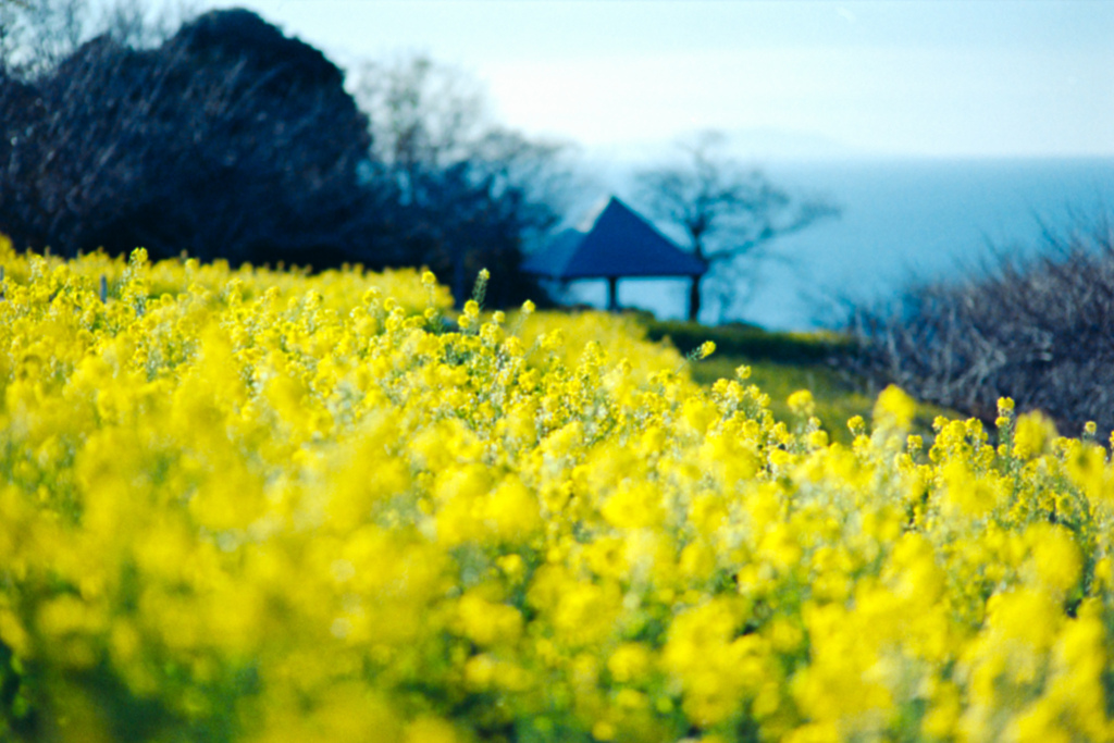 吾妻山公園【菜の花と相模湾】②20220109銀塩NLP