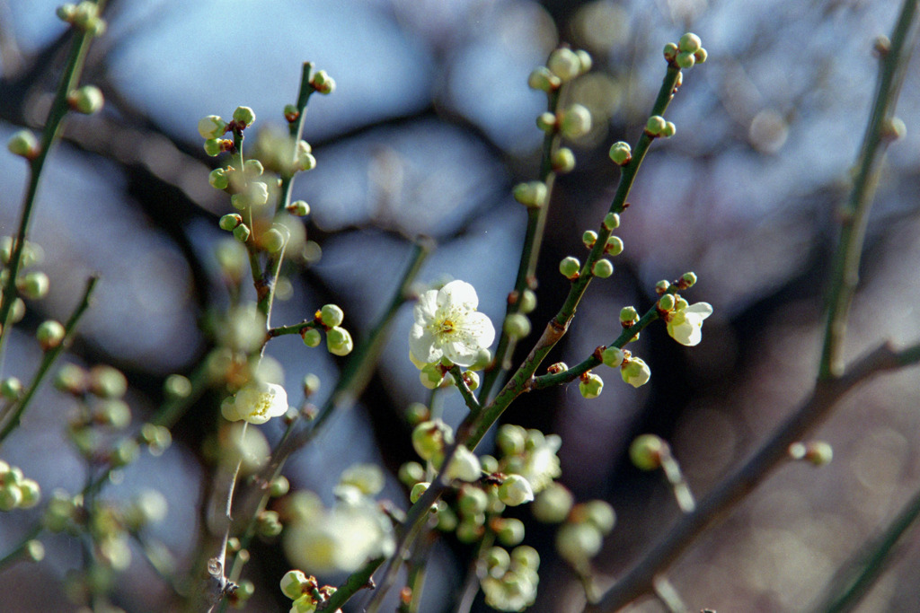 府中市郷土の森【梅の花：月影】②20200211