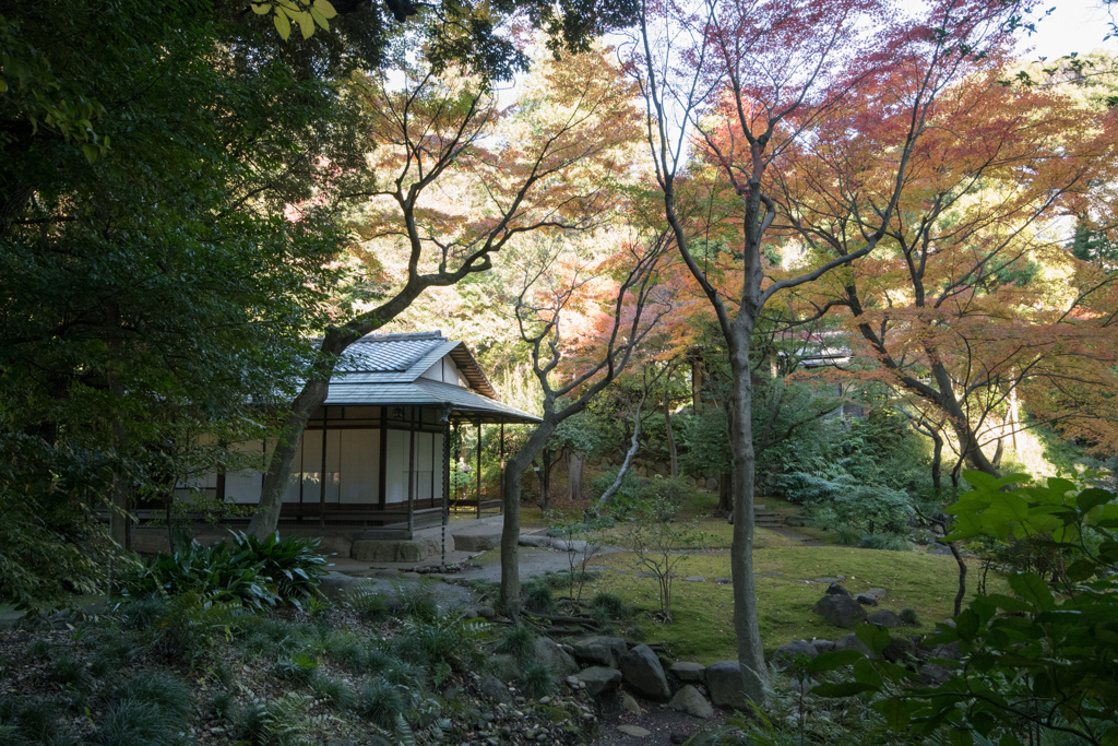 旧古河庭園【茶室周辺の紅葉】20221125