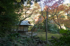 旧古河庭園【茶室周辺の紅葉】20221125