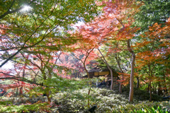 都内紅葉巡り【六義園：つつじ茶屋付近の紅葉】①20251128