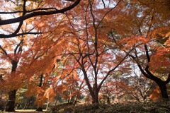 神代植物公園【築山付近の紅葉】20191214
