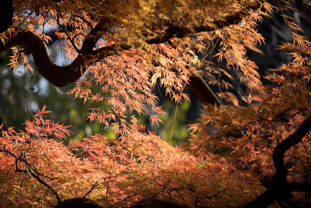 新宿御苑【タムケヤマの紅葉】①20181201