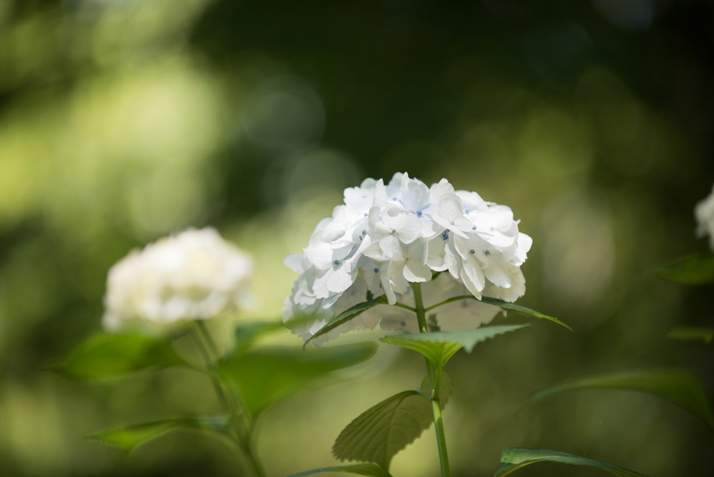 浄慶寺【白紫陽花】②20170617