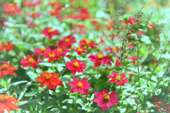 昭和記念公園【原っぱ南花畑のジニア】20241002銀塩N