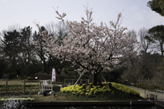 【大船植物園(玉縄桜)】①20160305