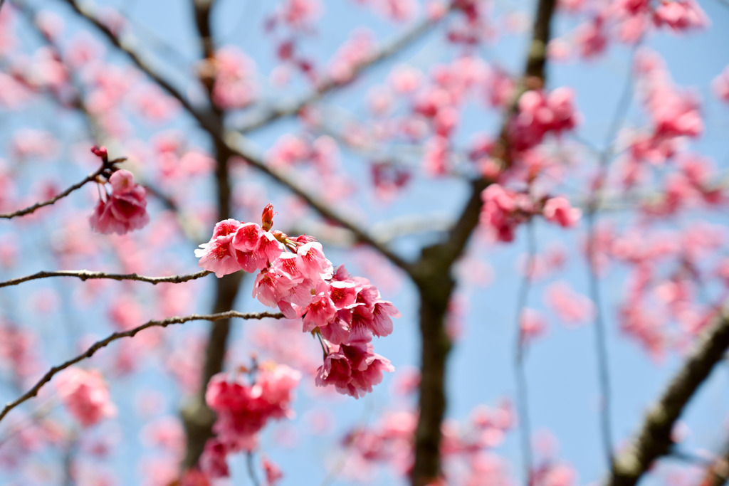 神代植物公園【サクラ：横浜緋桜】①20250404