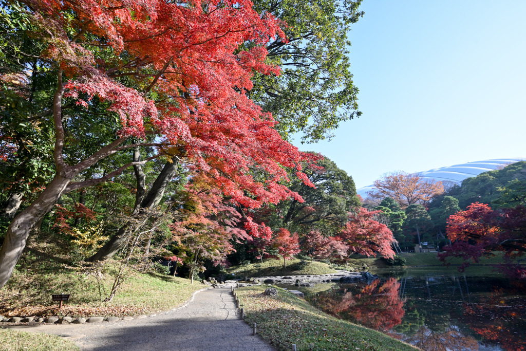都内紅葉巡り【小石川後楽園：沢渡り付近】①20251128