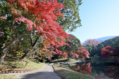 都内紅葉巡り【小石川後楽園：沢渡り付近】①20251128