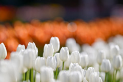 サムエル・コッキング苑【チューリップ：ホワイトドリーム】②20260106