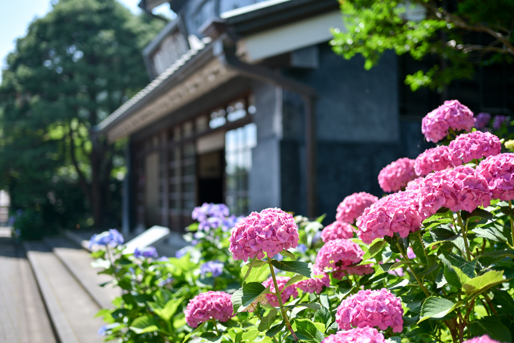 府中市郷土の森公園【旧島田家住宅(アジサイの様子)】20240611