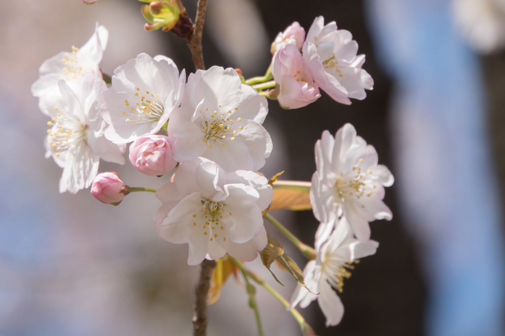 神代植物公園【サクラ：佐野桜】20180331