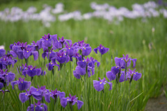 神代植物公園【花菖蒲】①20190602