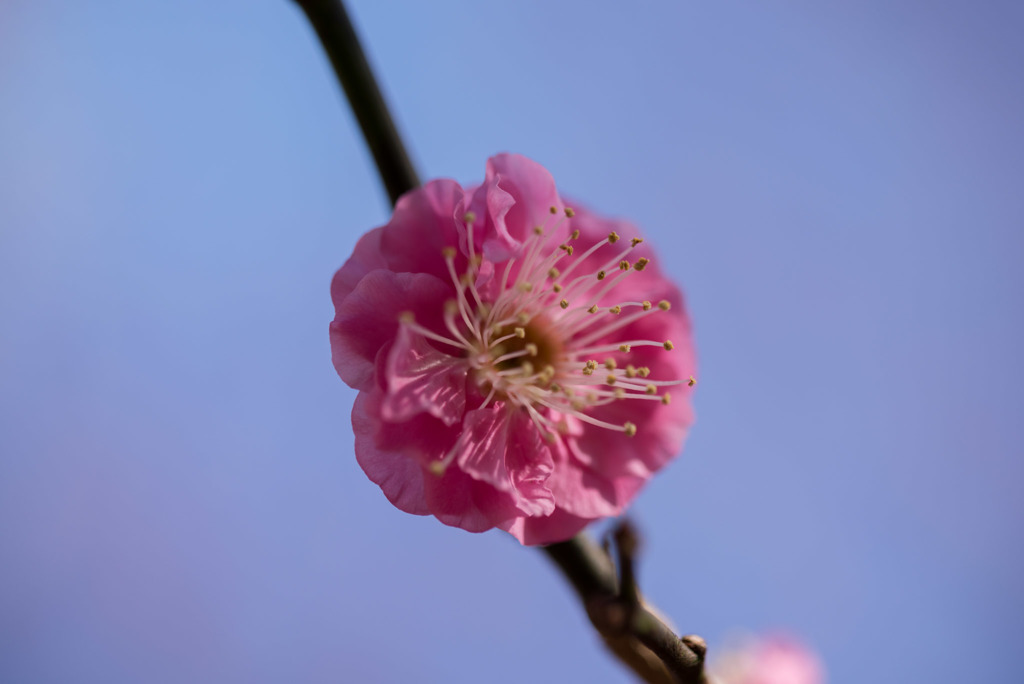 熱海梅園【八重寒紅】④20190114