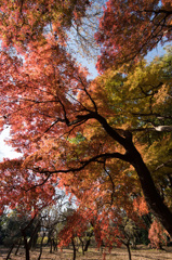 【新宿御苑：もみじ山の紅葉】①20141213