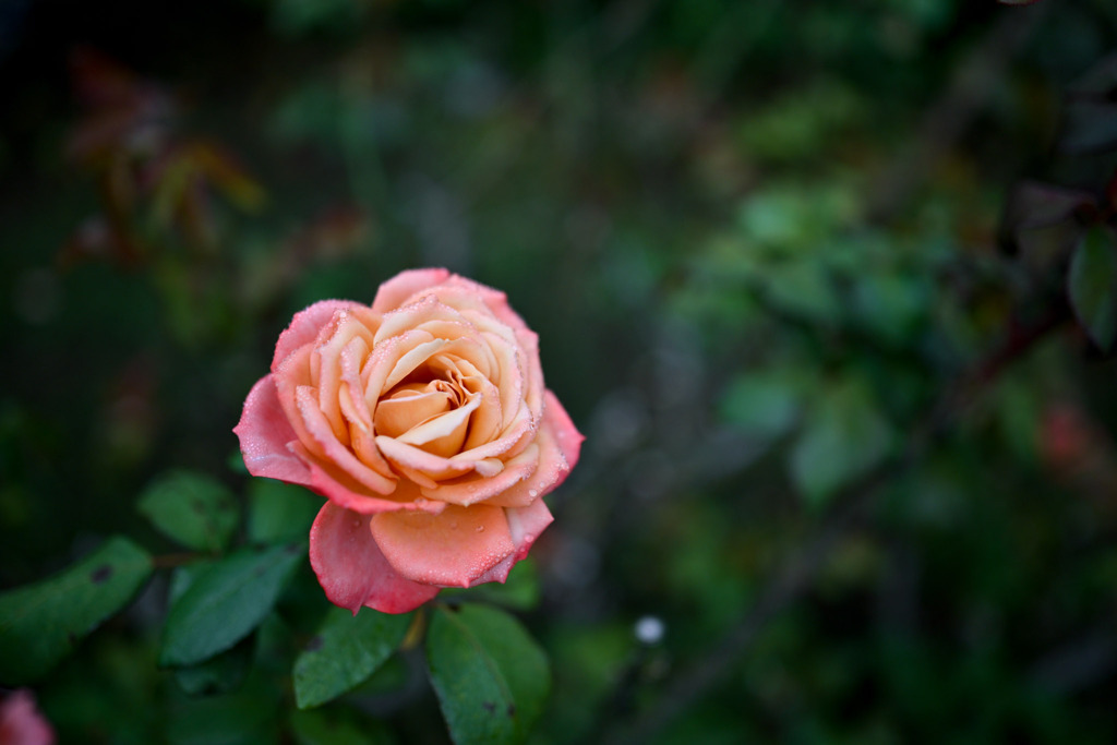 大船フラワーセンター【秋パラ：王朝】20251102