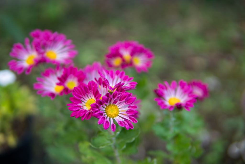 庭の花【菊：シャトー風車】20191109