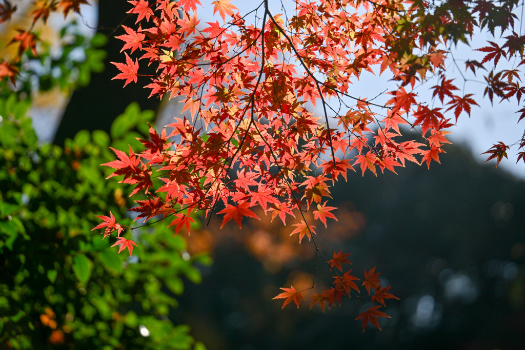 都内紅葉巡り【旧古河庭園：心字池周辺の紅葉】④20251128