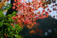 都内紅葉巡り【旧古河庭園：心字池周辺の紅葉】④20251128