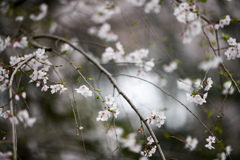 神代植物公園【サクラ：枝垂桜】③20240406