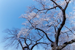 新宿御苑【サクラ：大島桜】銀塩②20190324