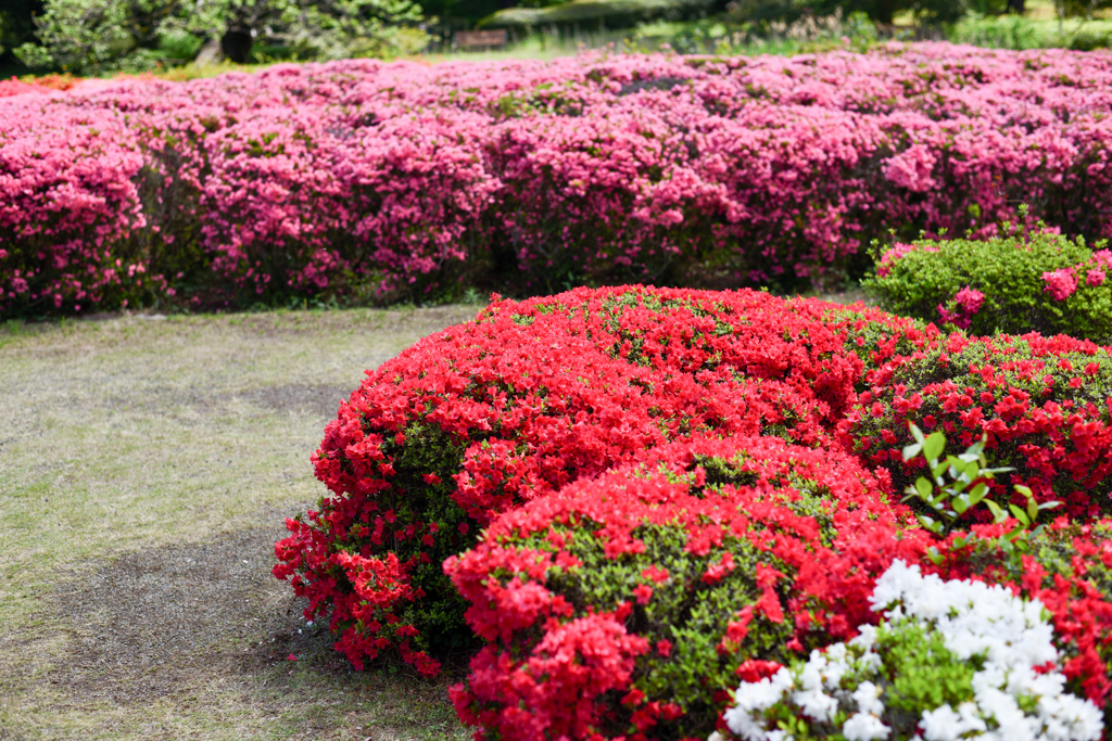 神代植物公園【つつじ園：アップ】①20240425