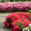 神代植物公園【つつじ園：アップ】①20240425