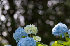 【相模原北公園(紫陽花：混合種)】②20160611