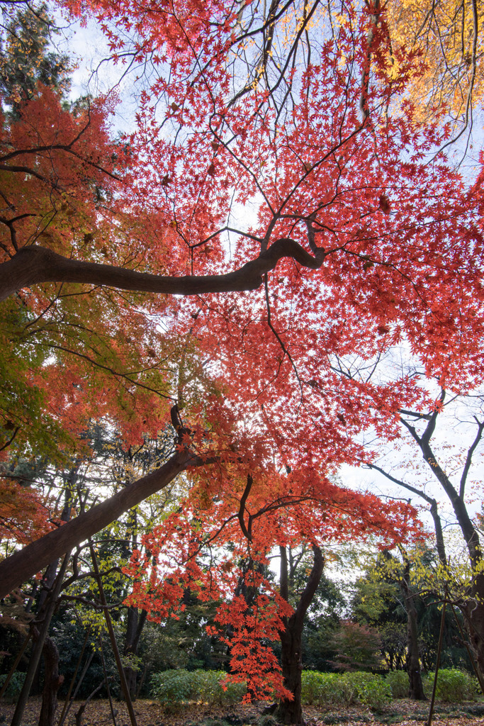 新宿御苑【もみじ山の紅葉】①20171202