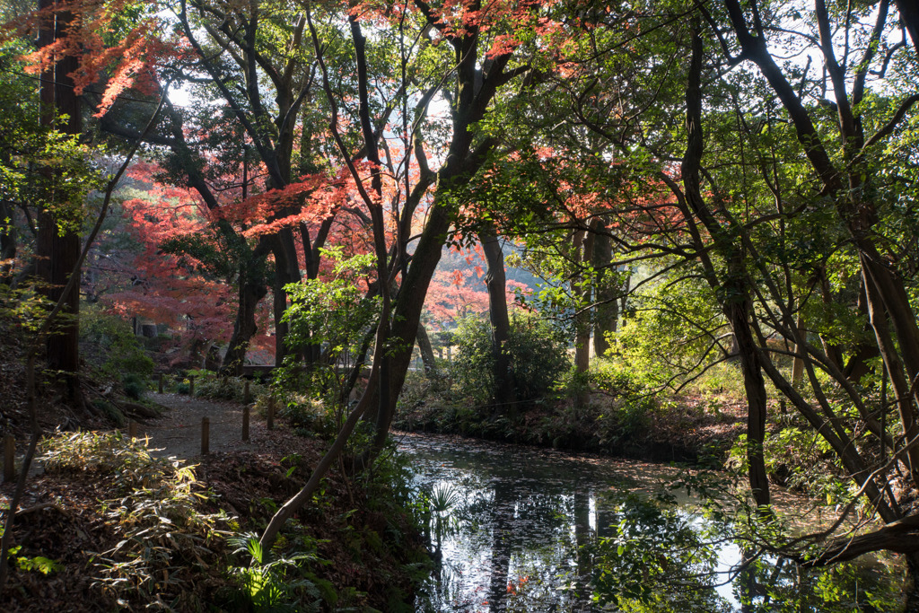 六義園【紅葉：藤波橋】20171202