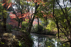 六義園【紅葉：藤波橋】20171202