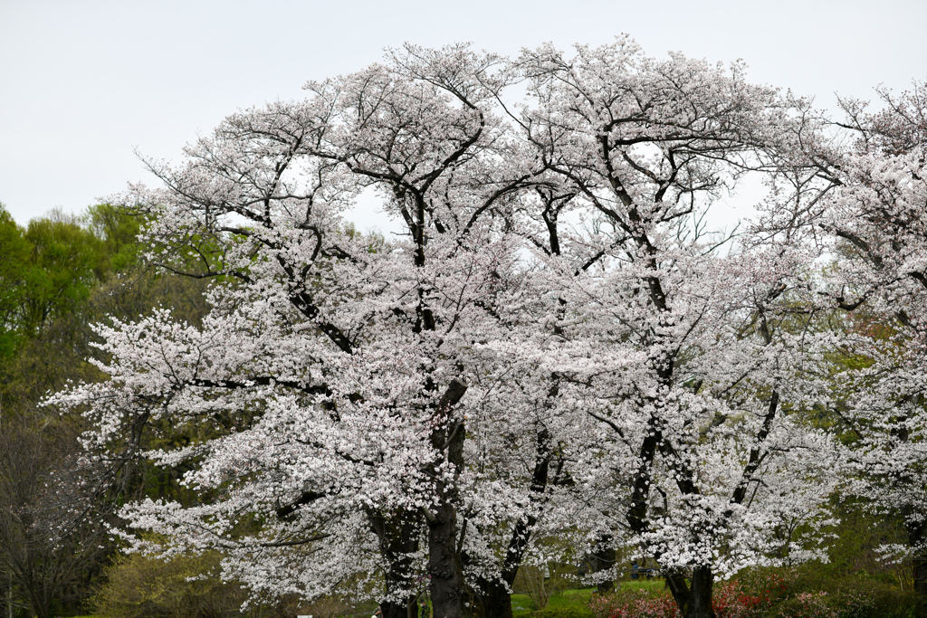 神代植物公園【サクラ：染井吉野】①20240406