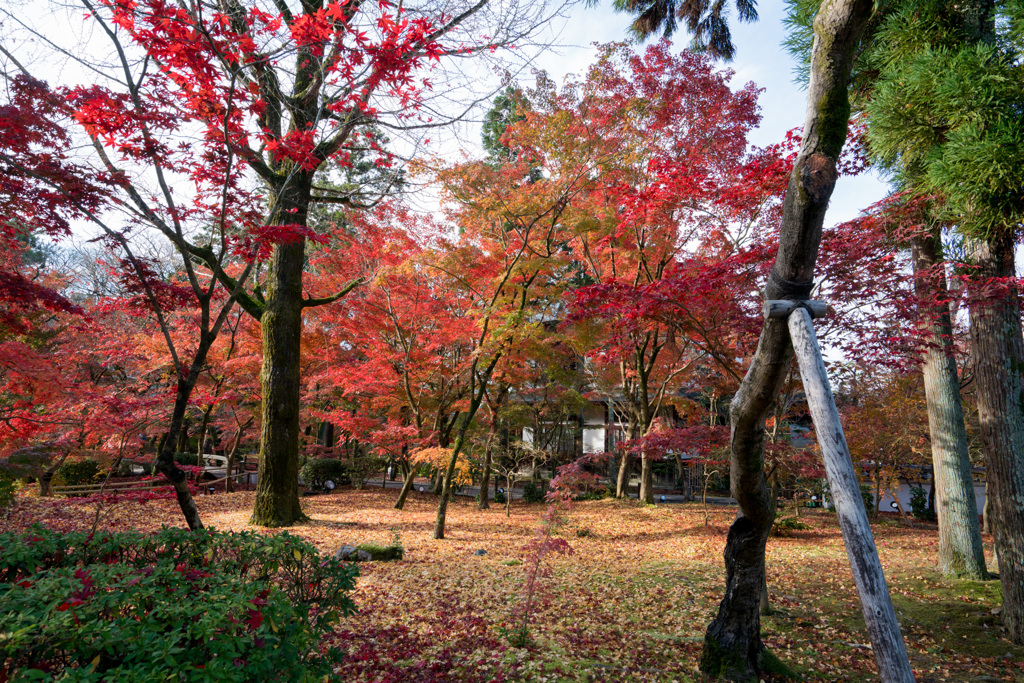 京都の紅葉【永観堂：図書館付近】③20201126