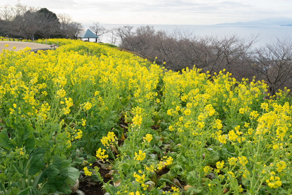 吾妻山公園【菜の花畑：FE 16-35mm f4】③20190104