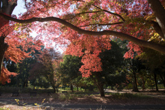 神代植物公園【自由広場：南口付近の紅葉】③20231202