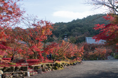 京都の紅葉【永観堂：多宝塔付近】①20201126