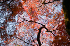 新宿御苑【下の池付近の紅葉】③20241206