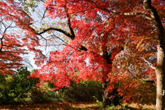 新宿御苑【広場沿いの紅葉】①20241206