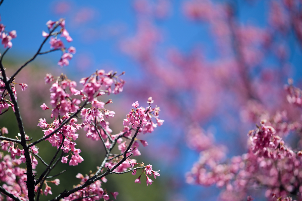 早春の神代植物公園【サクラ：寒緋桜】20240322