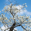 小石川後楽園【大島桜～見頃】20230322
