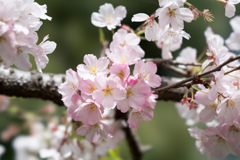 神代植物公園【サクラ：神代曙】③20220331