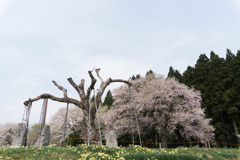 東北お花見ツアー【釜の越公園桜群】①20180423