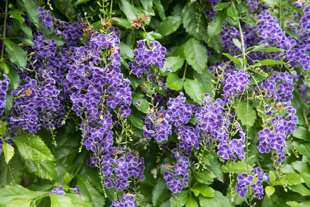 【大船植物園(デュランタ・レンペス)】20160528
