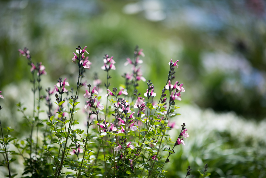 里山ガーデン【チェリーセージ】20230418