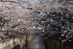【目黒川の桜並木】③20180325