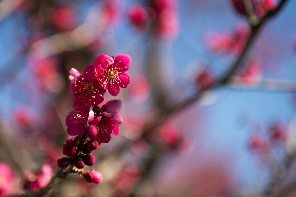 府中市郷土の森【梅：紅千鳥】③20230226