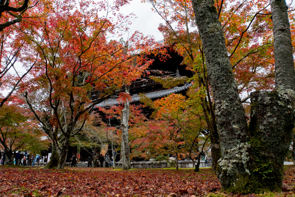 京都紅葉狩り【南禅寺：紅葉】20201123