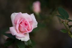 【生田緑地ばら苑(薔薇：ウィミー)】20161016