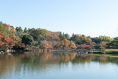 昭和記念公園【日本庭園：池周辺の紅葉】③20231124